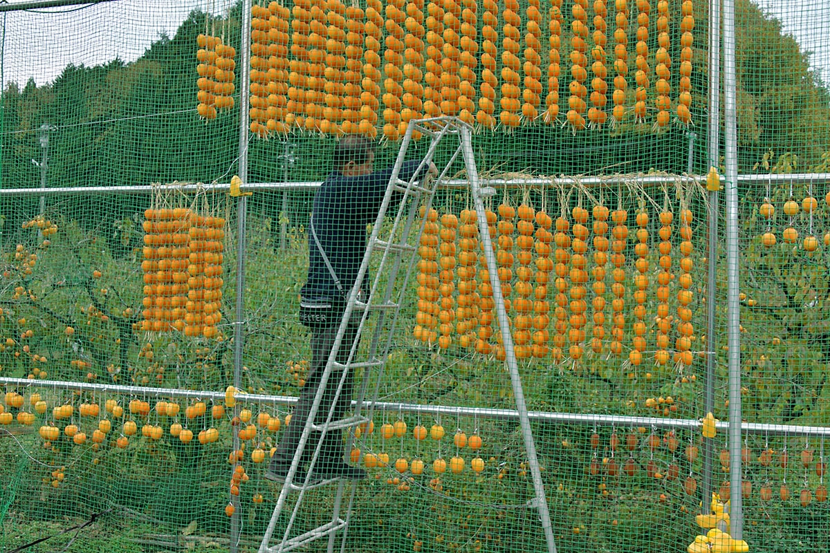 柿を干す作業