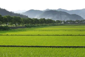 山県市の田園風景