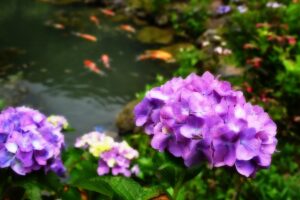 三光寺のあじさい