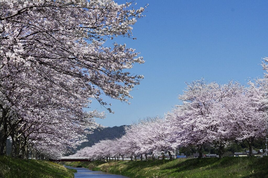 鳥羽川の桜